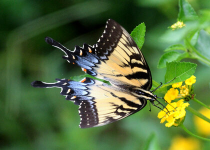 A Tiger Swallowtail on the abbot's Lantana photo