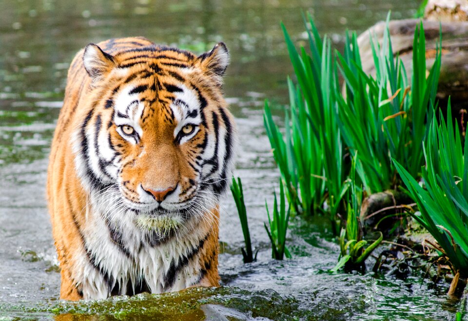 Siberian tiger in water