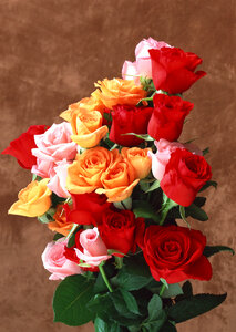 Romantic bouquet of three brightly colored roses in orange, pink