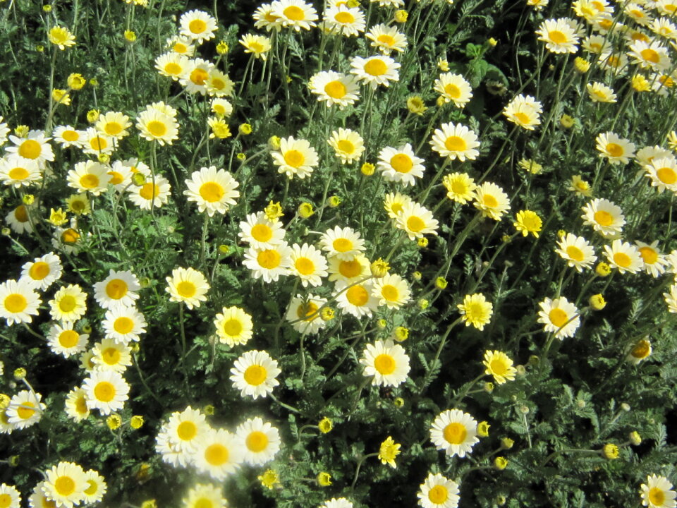 flowers,white,yellow,centre,