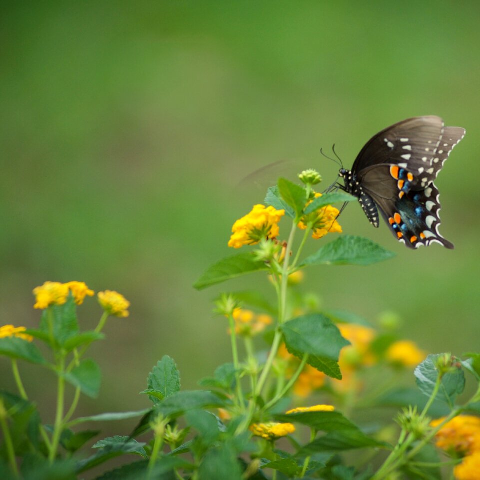 Eastern Tiger Swallowtail Butterfly