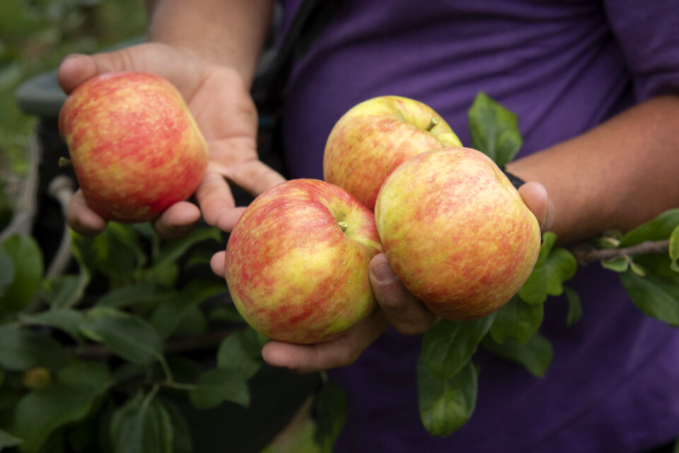 Farmers hands with freshly harvested apples