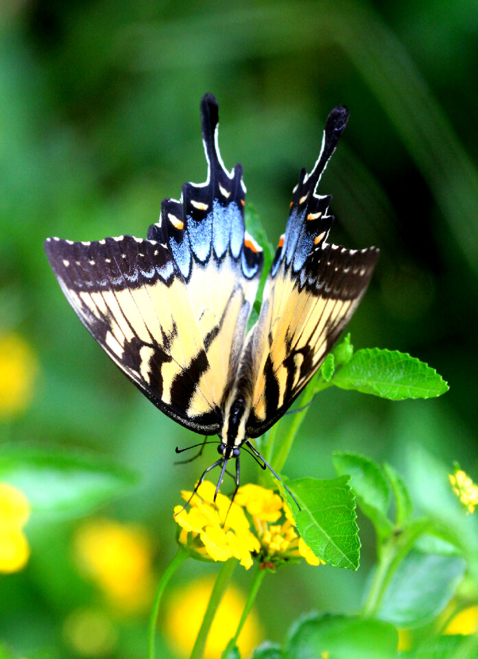 A Tiger Swallowtail on the abbot's Lantana photo