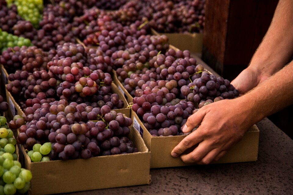 Farmers hands with freshly harvested black grapes