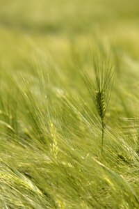 Barley Field photo