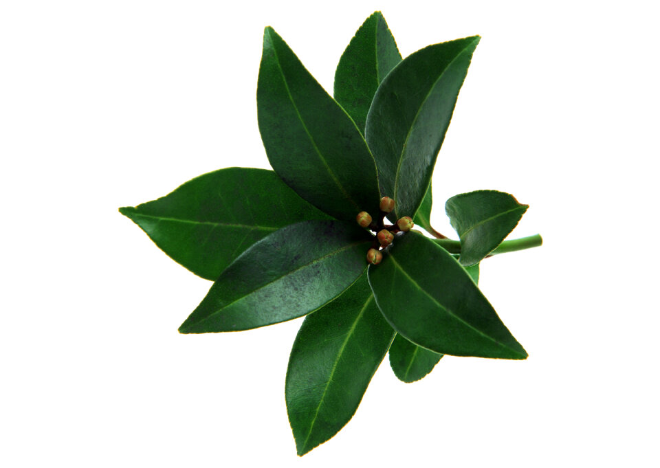 rubber plants over white, environment background