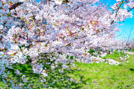 Cherry Blossom Sakura and Canola flower at Gongendo Park, Saitama