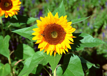 sunflower photo