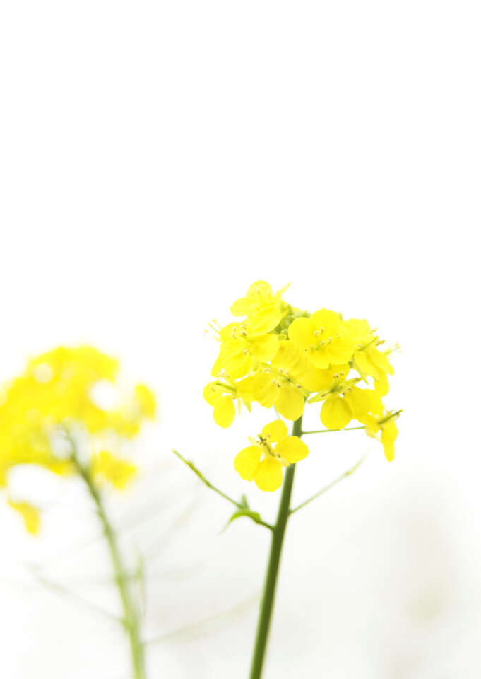 A field of blooming rape flowers