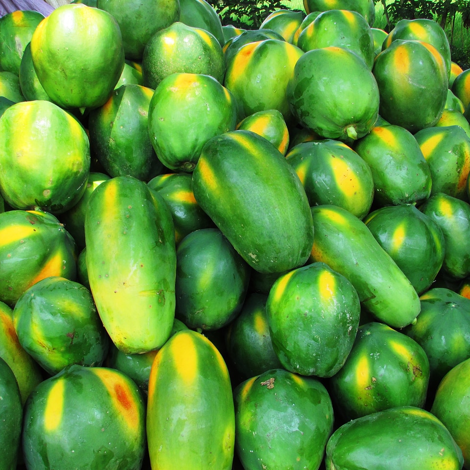 Tropical exotic heap