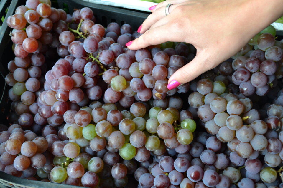 Grapes A lot of ripe grapes close-up