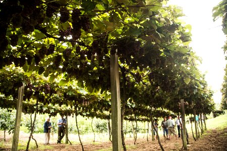 Fresh grapes from the bushy plantations