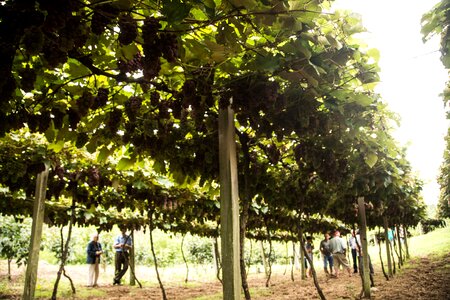 Fresh grapes from the bushy plantations photo