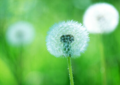 Wildflowers dandelions. Spring flowers. photo