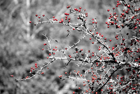 red coffee cherry photo