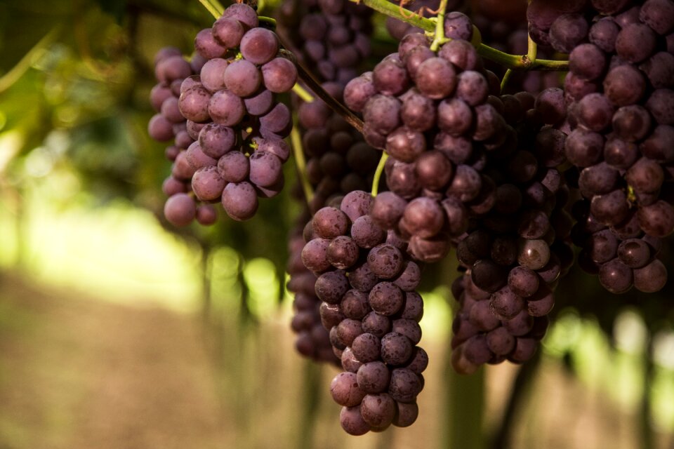 Close-up of bunches of ripe red wine grapes on vine