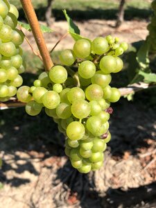 Ripe white wine grapes plants on vineyard
