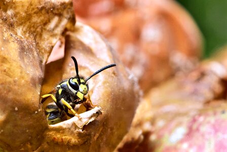 Honey Bee on Yellow Flower, Close Up