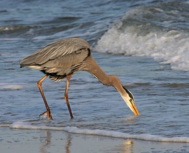 Great blue heron on the beach photo