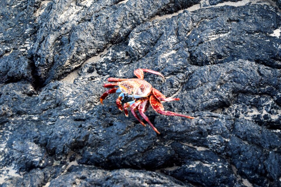 Sally Lightfoot Crab on a lava rock, Galapagos