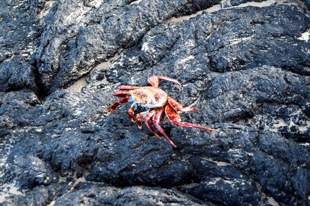 Sally Lightfoot Crab on a lava rock, Galapagos