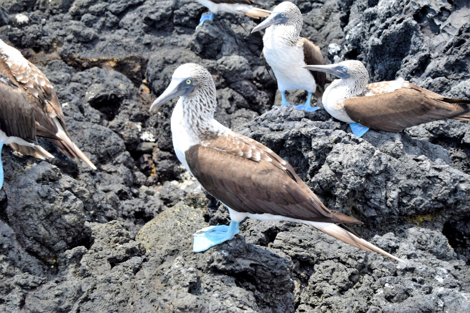 Blue footed boobies on a rock, Isabela island, Ecuador photo