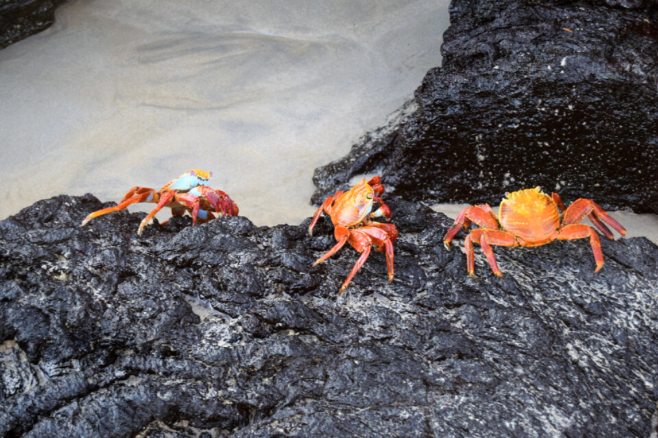 Sally Lightfoot Crab on a lava rock, Galapagos