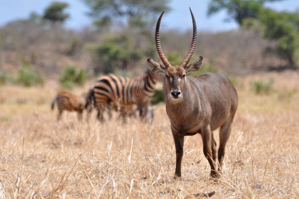 A waterbuck. Photo taken in Meru National Park