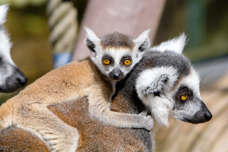 A Ring-shaped baby lemur with mom