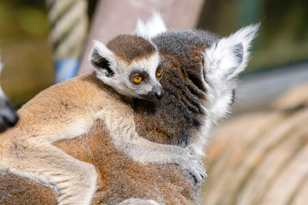 A Ring-shaped baby lemur with mom