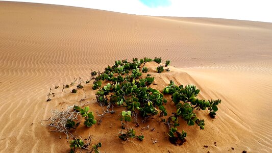 Dorob National Park, Swakopmund, Namibia
