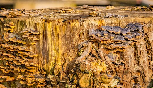 dead trees and shrubs standing