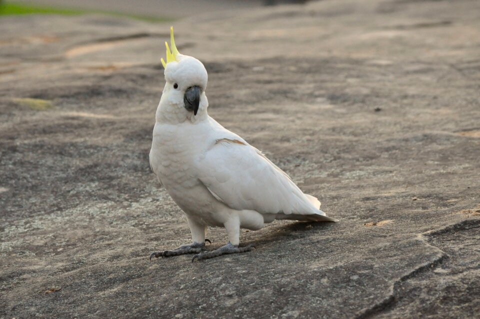 Umbrella Crested Cockatoo Perched on a Rock