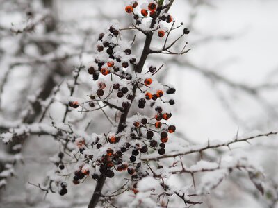 winter, snow on the branches of a tree