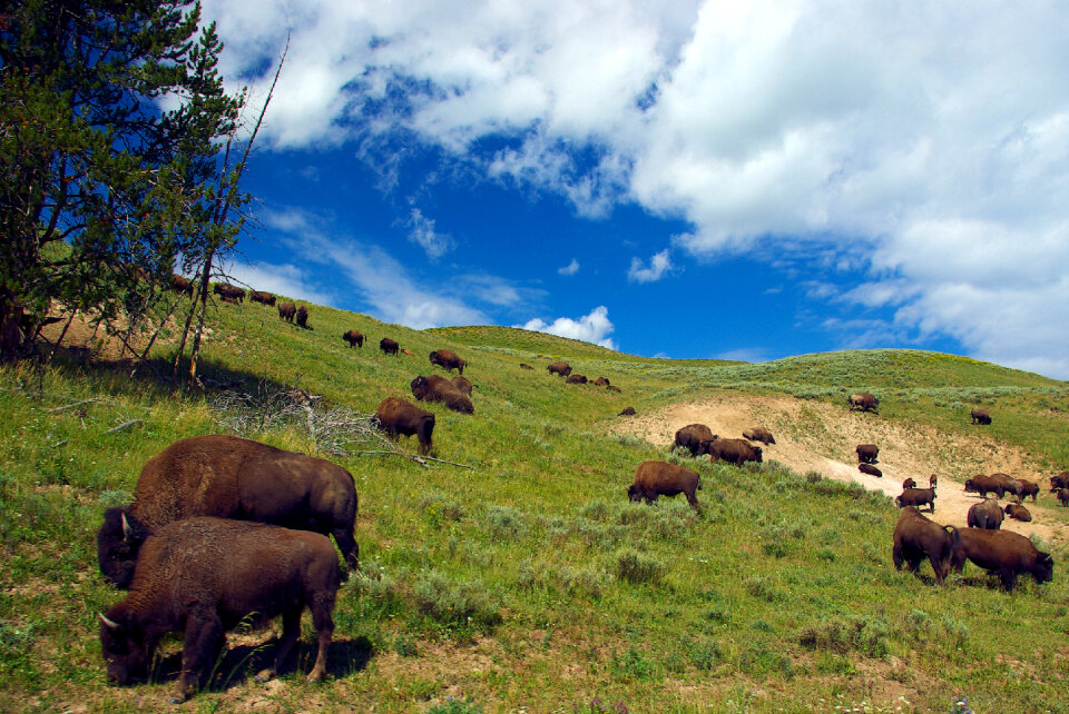Bison in Hayden Valley, Yellowstone National Park