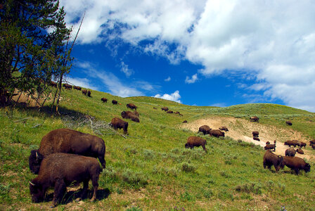 Bison in Hayden Valley, Yellowstone National Park photo