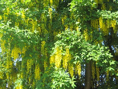 flowers,tree,yellow,weeping photo
