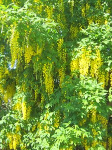 flowers,tree,yellow,weeping photo