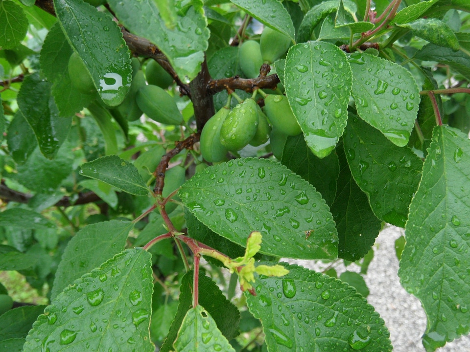 Nature rain tree