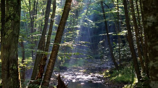 Dolly Sods Wilderness, West Virginia