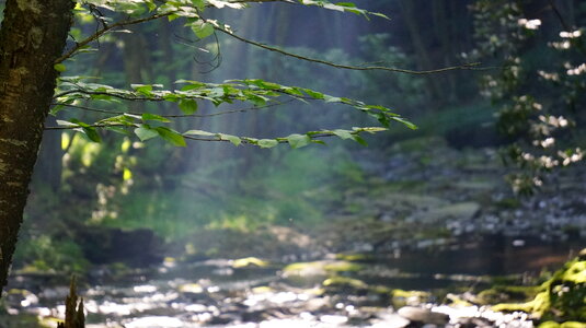 Dolly Sods Wilderness, West Virginia