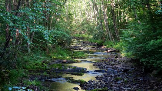 Dolly Sods Wilderness, West Virginia