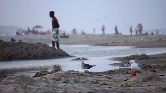 Chincoteague,Island Virginia