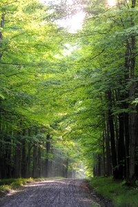 Sand Run Lake Trail - Canaan Valley