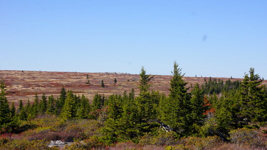 Fall Foliage in Dolly Sods