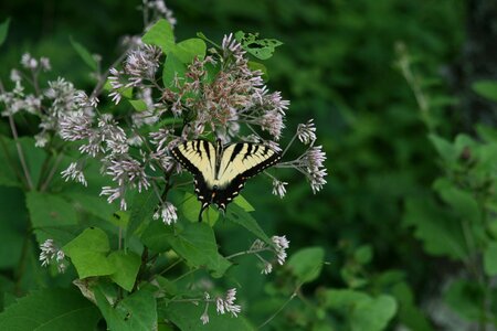 Butterfly on Flowers photo