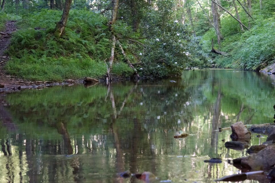 Monongahela National Forest River