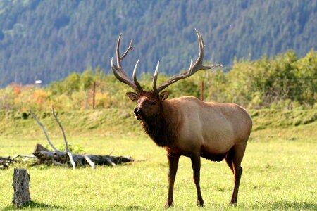 Moose - Yellowstone National Park photo