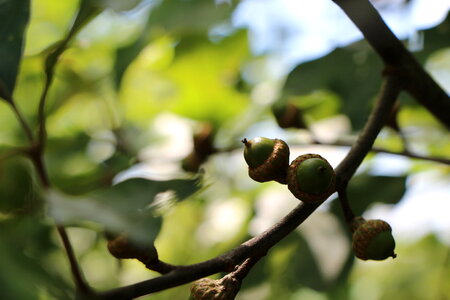 Oak tree and acorns with copyspace photo