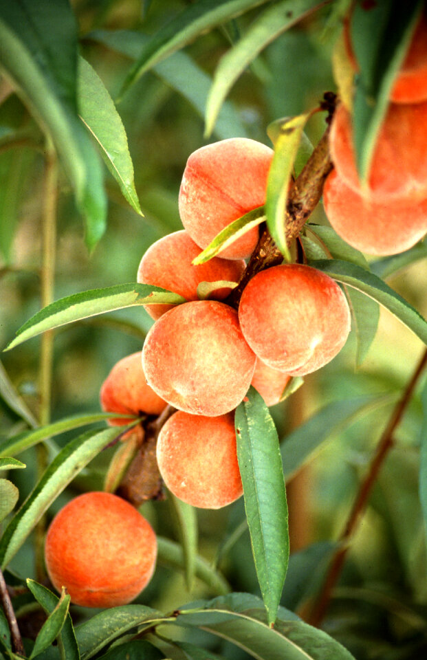 Flameprince Peaches Growing On A Tree